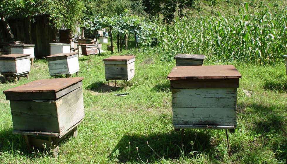 თაფლის ფესტივალი ბათუმში