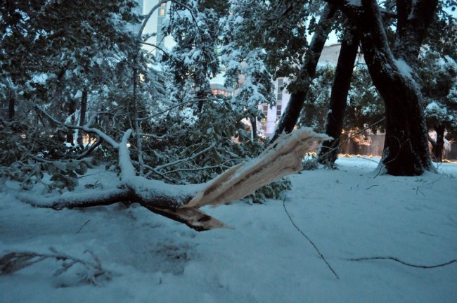 თოვლისგან დაზიანებული ხე ბათუმის ბულვარში 