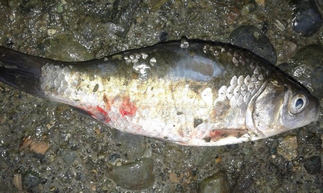 პალიასტომის ტბაში თევზის დაავადება დაფიქსირდა