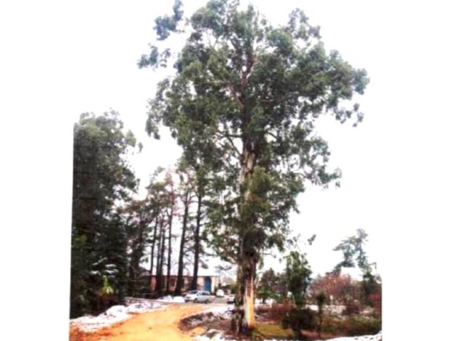 ხეები ამჯერად კომპანია „ანაგმა“ იყიდა ივანიშვილის დენდროლოგიური პარკისთვის