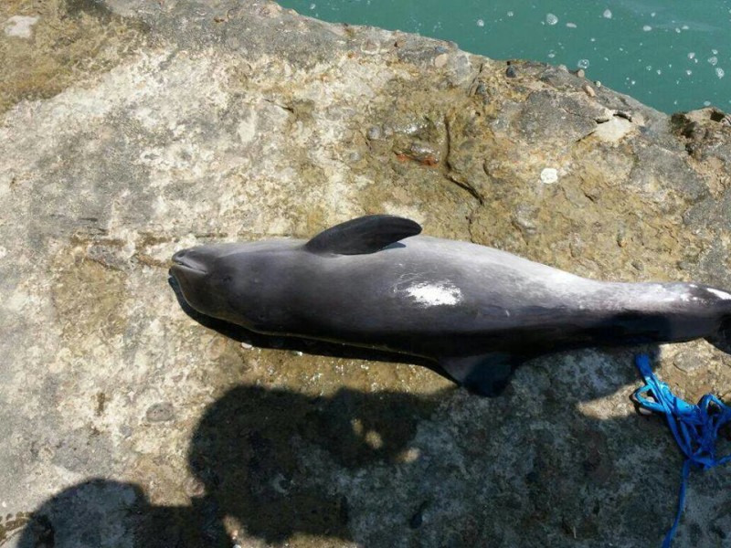 გარემოს ეროვნული სააგენტო: ზღვის სანაპიროზე გამორიყულ დელფინებს არ შეეხოთ