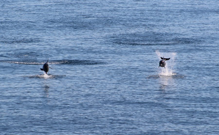 დელფინები შავი ზღვიდან [ფოტო]