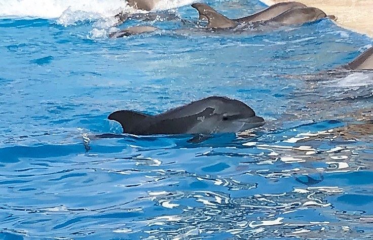 ბათუმში პატარა დელფინს „ბათუ“ დაარქვეს