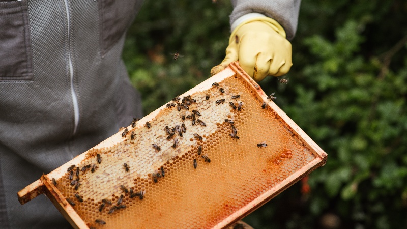 „ადვილია გადაბრალება“ – რა იციან სოფლის სამინისტროში ფუტკრების დახოცვაზე