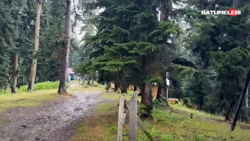 ხულოში ტყის მცველი ქრთამის აღების ფაქტზე დააკავეს – საგამოძიებო